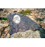 Cheval bai - une plaque commémorative avec une photo de cheval, une plaque funéraire avec une impression, une plaque ovale personnalisée de la marque Art-Dog