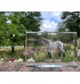 Belgian Horse - crystal with a picture of a horse, photo in glass, modern exhibition of Art-Dog brand photo