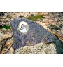 Belgian Horse - commemorative plaque with a photo of a horse, tombstone plaque with a print, personalized oval plaque by Art-Dog brand