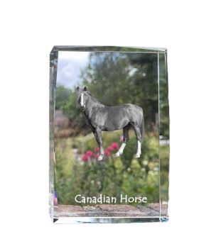 Cheval canadien - cristal avec une photo de cheval, photo sous verre, exposition moderne de la marque de photos Art-Dog