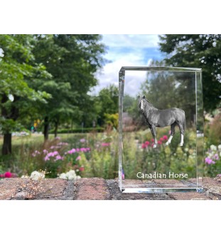 Kanadisches Pferd - Kristall mit einem Pferdebild, Bild im Glas, moderne Ausstellung des Art-Dog-Bildes.
