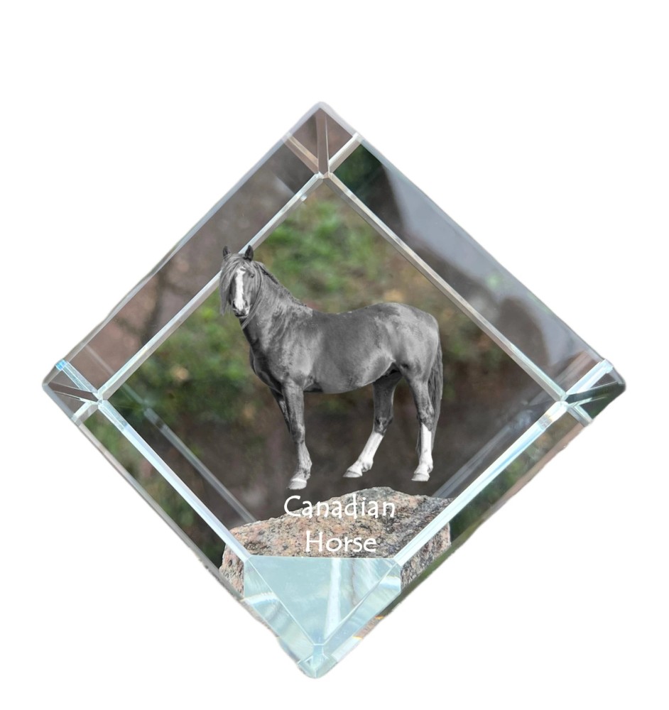 Cheval canadien - un cube de cristal avec une photo de cheval, une photo de cheval dans le cristal, un presse-papiers cubique de la marque Art-Dog