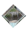 American Quarter Horse - crystal cube with a horse picture, horse picture in crystal, cubic paperweight from Art-Dog brand