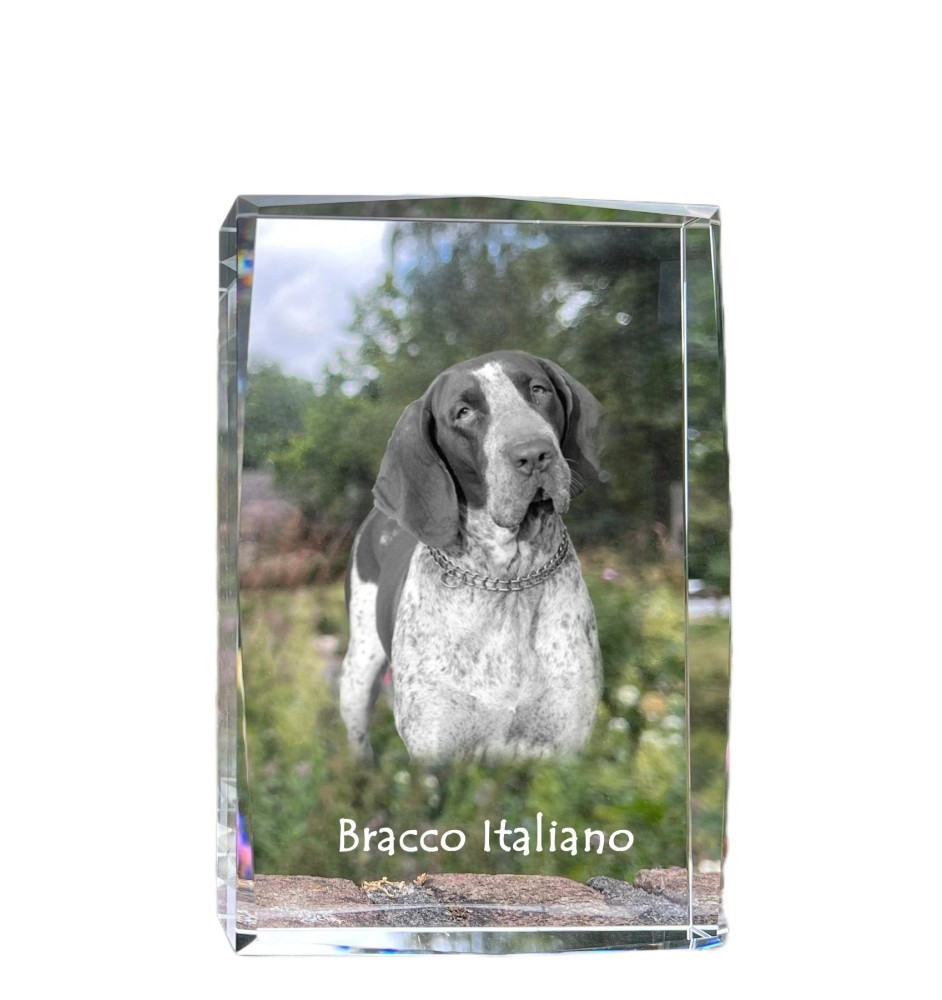 Braque italien - cristal avec une photo de chien, photo sous verre, exposition moderne de la marque de photos Art-Dog
