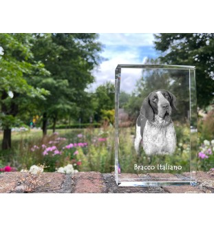 Italian Pointing Dog, Bracco Italiano, Italian Pointer - crystal with a picture of a dog, photo in glass, modern exhibition of Art-Dog brand photo