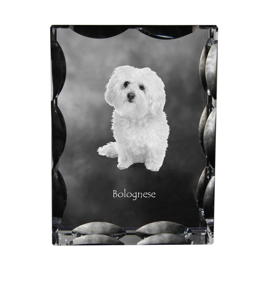 Bologneser, Bichon Bolognese - Kristall mit einem Hundebild, Glasstatuette mit einem Bild, einzigartiger Bilderrahmen der Marke Art-Dog