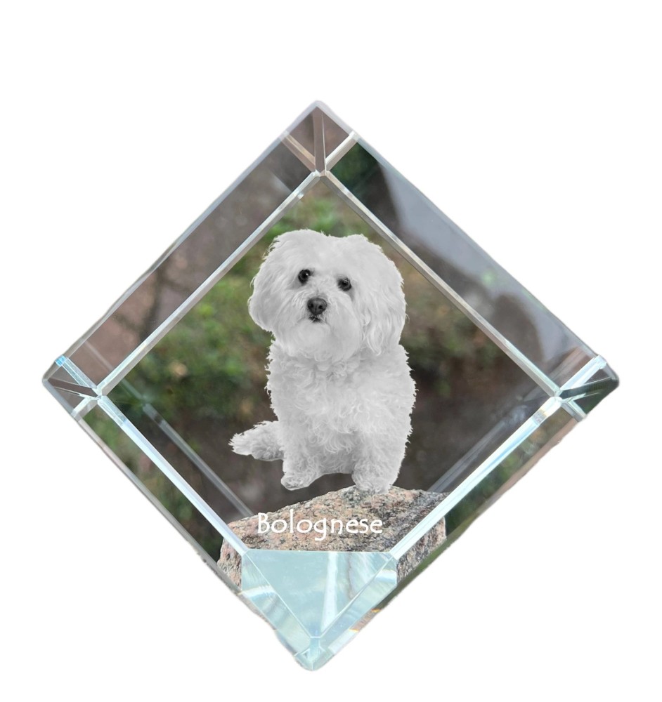 Bologneser, Bichon Bolognese - Kristallwürfel mit Bild, Pferdebild im Kristall, sechseckiger Papierclip der Marke Art-Dog