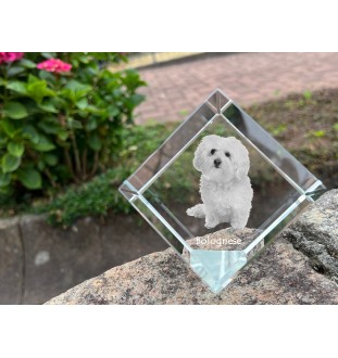 Bichon bolonais, Bolognese - un cube de cristal avec une photo, une photo de cheval dans le cristal, un presse-papiers cubique de la marque Art-Dog