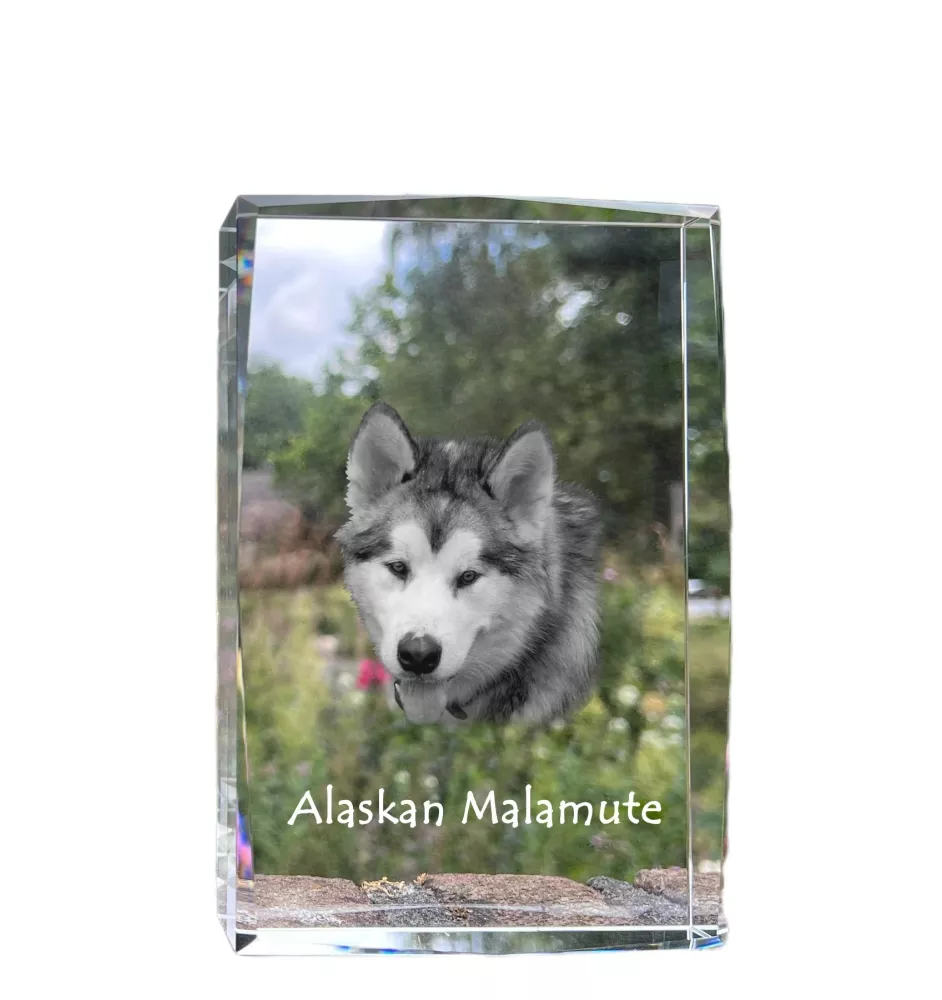 Malamute de l'Alaska - cristal avec une photo de chien, photo sous verre, exposition moderne de la marque de photos Art-Dog