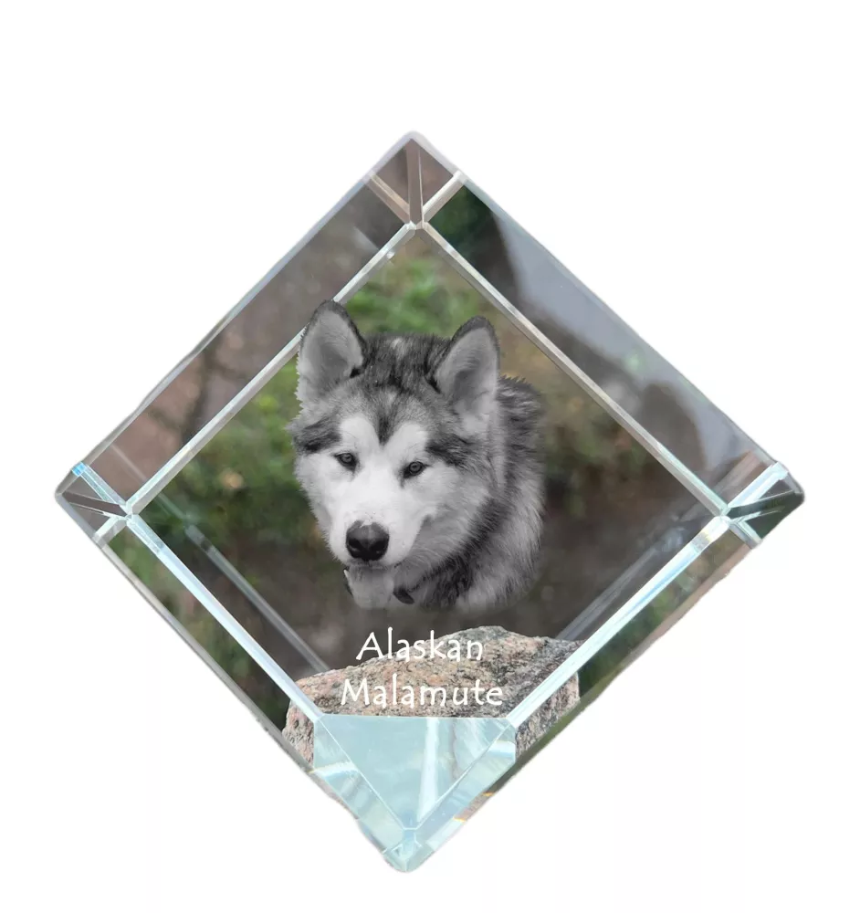 Alaskan Malamute, Alaskischer Malamute - Kristallwürfel mit Bild, Pferdebild im Kristall, sechseckiger Papierclip der Marke Art-Dog