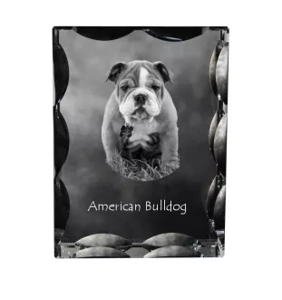 American Bulldog, Amerikanische Bulldogge - Kristall mit einem Hundebild, Glasstatuette mit einem Bild, einzigartiger Bilderrahmen der Marke Art-Dog