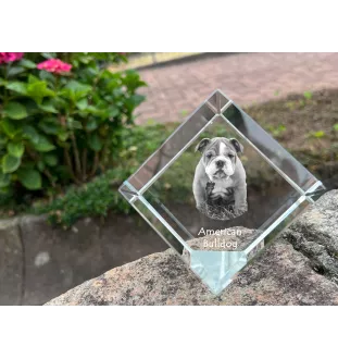 American Bulldog, Old Country Bulldog - crystal cube with a photo, photo of a horse in crystal, cubic paperweight from Art-Dog brand