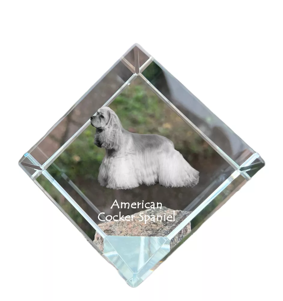 American Cocker Spaniel, Merry Cocker - crystal cube with a photo, photo of a horse in crystal, cubic paperweight from Art-Dog brand