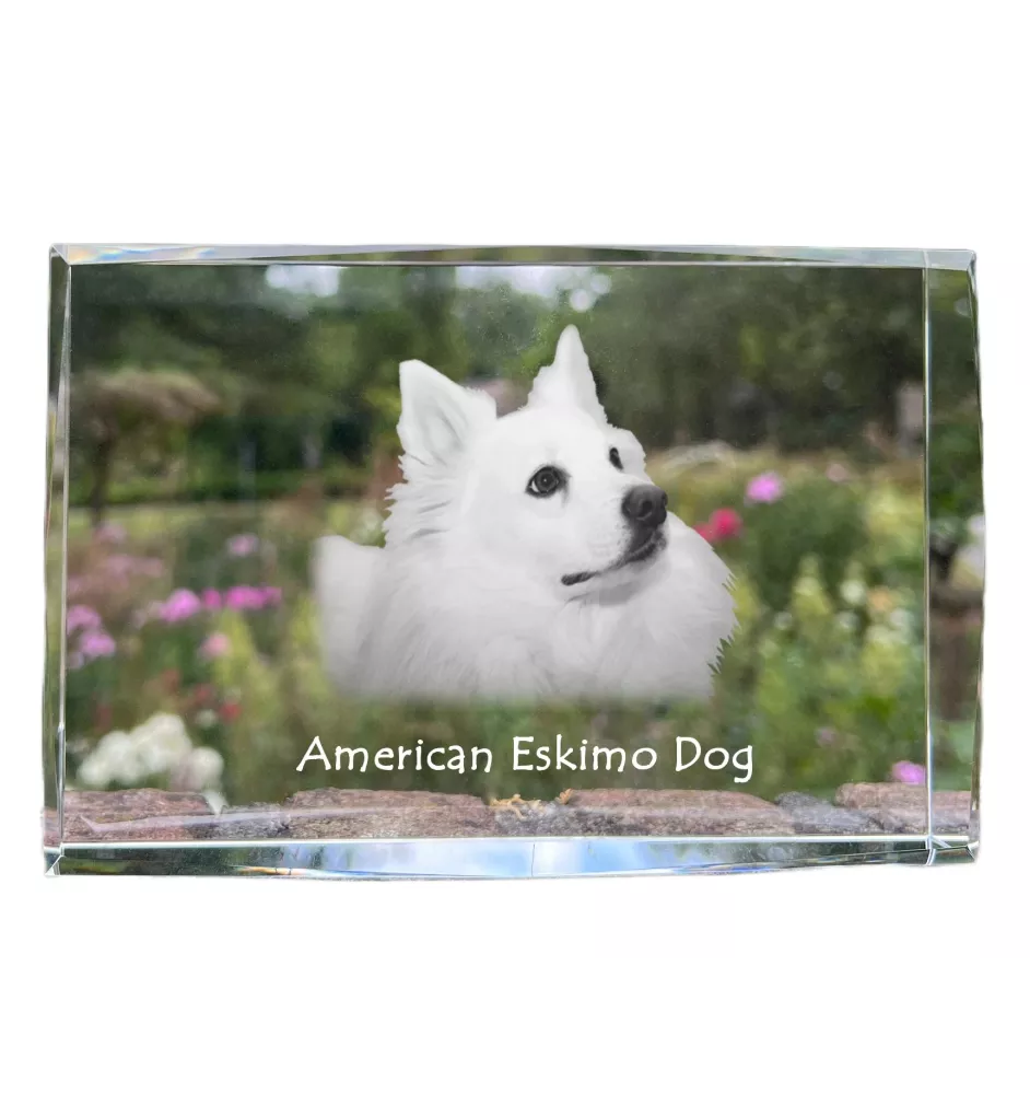 American Eskimo Dog, American Spitz - crystal with a picture of a dog, photo in glass, modern exhibition of Art-Dog brand photo