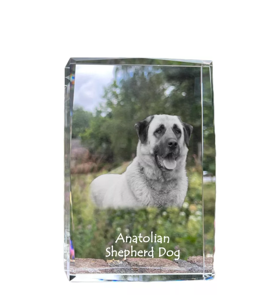 Anatolian Shepherd Dog, Turkish Kangal Dog - crystal with a picture of a dog, photo in glass, modern exhibition of Art-Dog brand photo