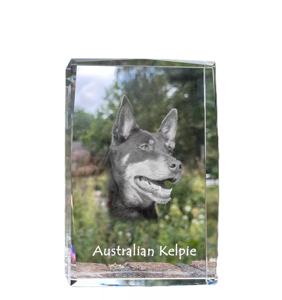 Kelpie Australien, Australian Kelpie - cristal avec une photo de chien, photo sous verre, exposition moderne de la marque de photos Art-Dog