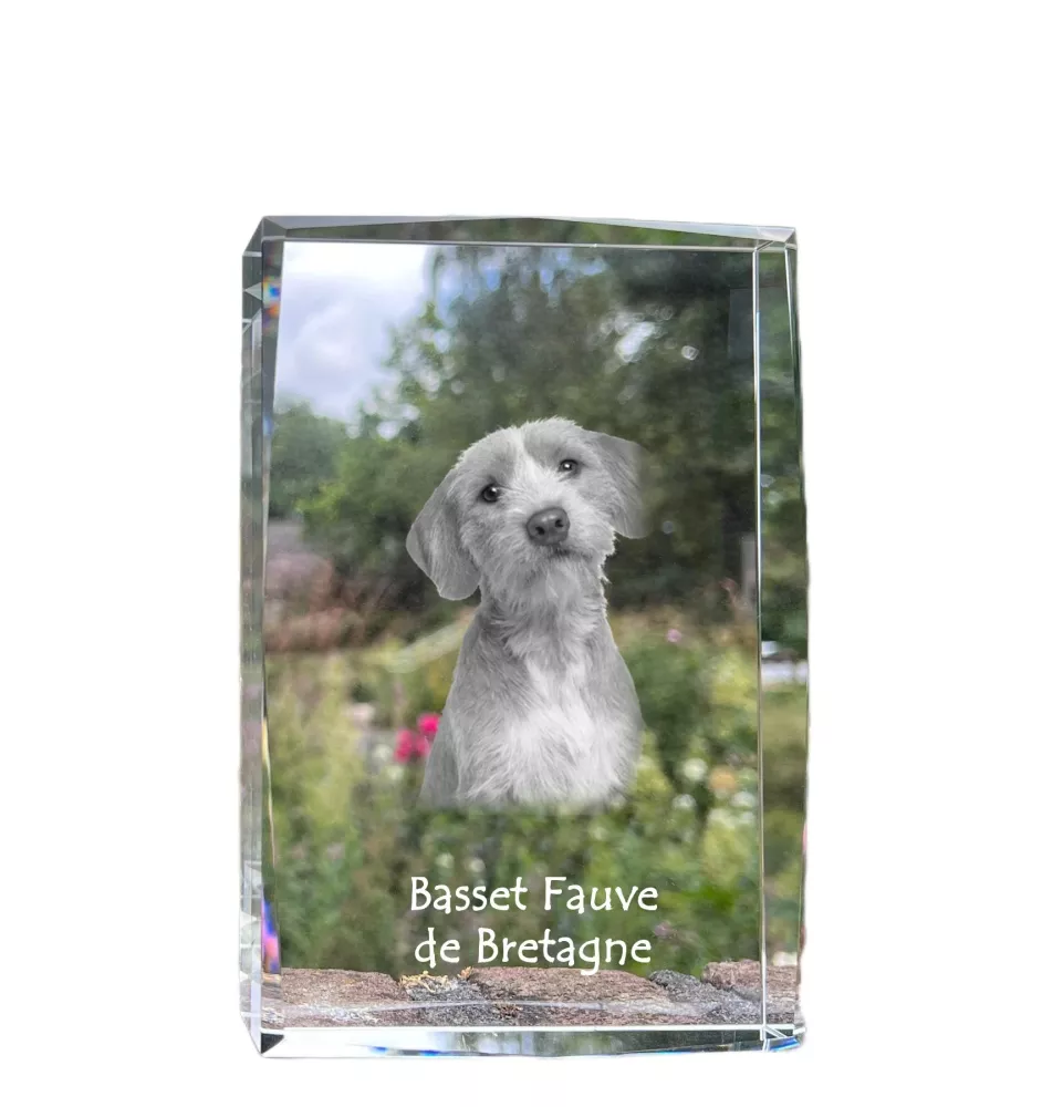 Basset Fauve de Bretagne - cristal avec une photo de chien, photo sous verre, exposition moderne de la marque de photos Art-Dog