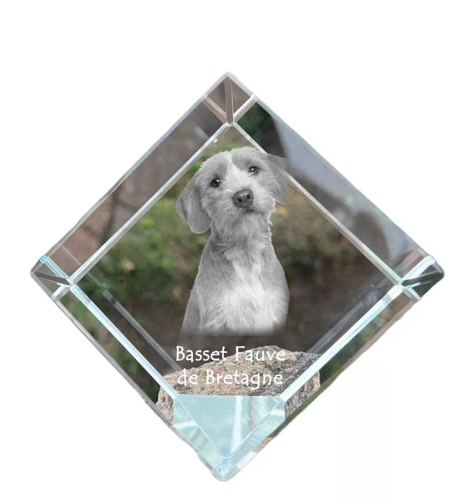 Basset Fauve de Bretagne, Fawn Brittany Basset - crystal cube with a photo, photo of a horse in crystal, cubic paperweight from Art-Dog brand