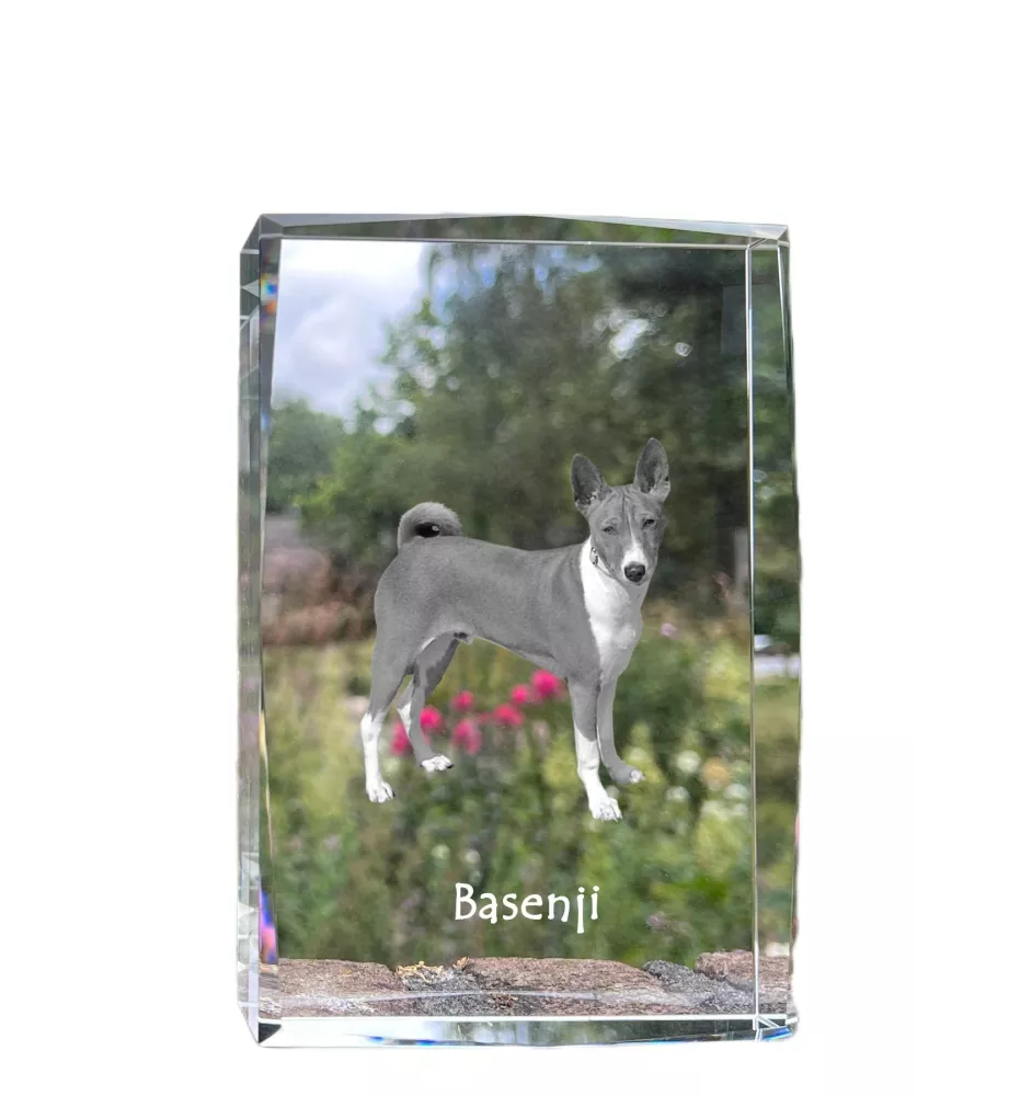 Basenji, Kongo-Terrier - Kristall mit einem Hundebild, Bild im Glas, moderne Ausstellung des Art-Dog-Bildes.