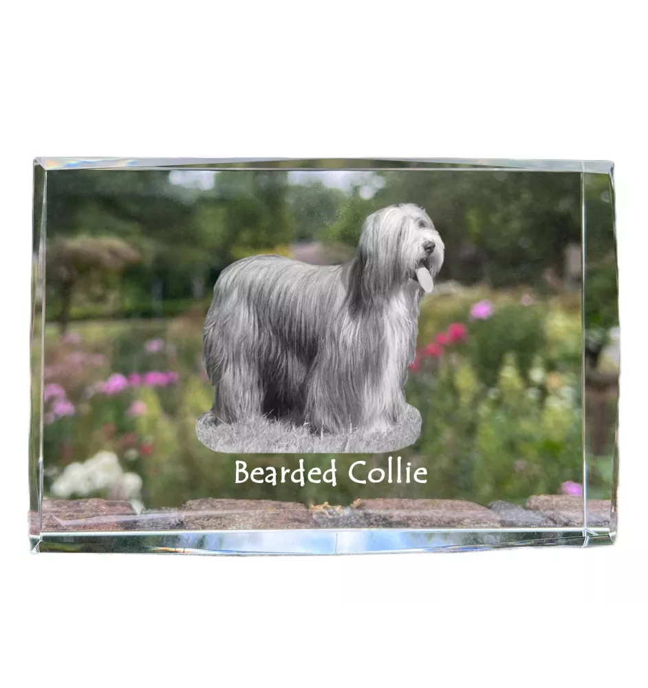 Bearded Collie, Highland Collie, Mountain Collie - crystal with a picture of a dog, photo in glass, modern exhibition of Art-Dog brand photo