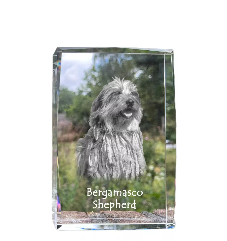 Bergamasker Hirtenhund, Berger de bergame - Kristall mit einem Hundebild, Bild im Glas, moderne Ausstellung des Art-Dog-Bildes.