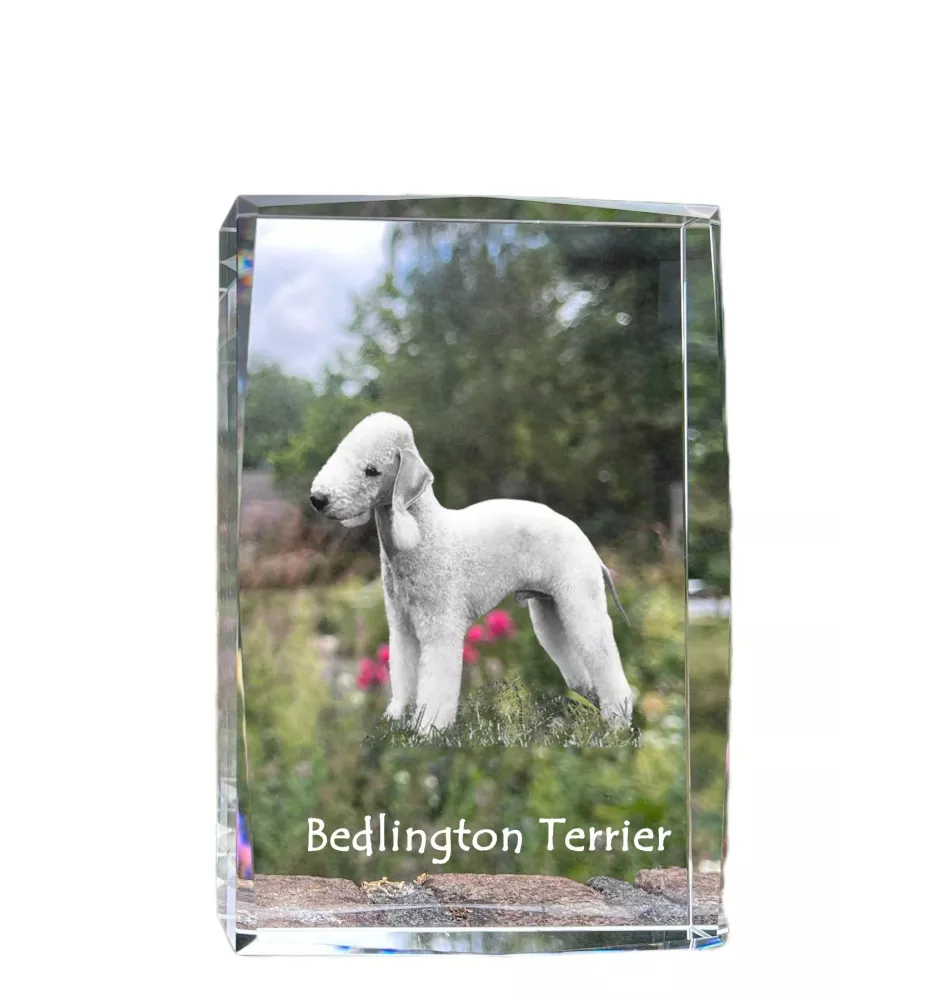 Bedlington Terrier, Rothbury Terrier, Rodbery Terrier - crystal with a picture of a dog, photo in glass, modern exhibition of Art-Dog brand photo