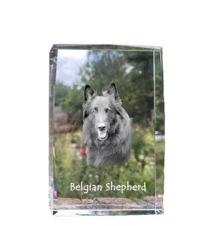 Chiens de Berger Belge - cristal avec une photo de chien, photo sous verre, exposition moderne de la marque de photos Art-Dog