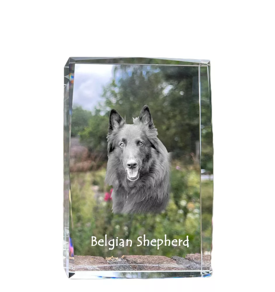 Belgischer Schäferhund - Kristall mit einem Hundebild, Bild im Glas, moderne Ausstellung des Art-Dog-Bildes.