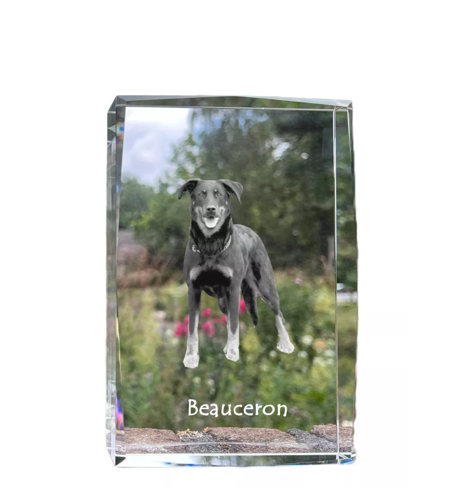 Beauceron, berger de Beauce, berger francais, bas-rouge - cristal avec une photo de chien, photo sous verre, exposition moderne de la marque de photos Art-Dog