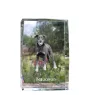Berger de Beauce, Beauceron - Kristall mit einem Hundebild, Bild im Glas, moderne Ausstellung des Art-Dog-Bildes.