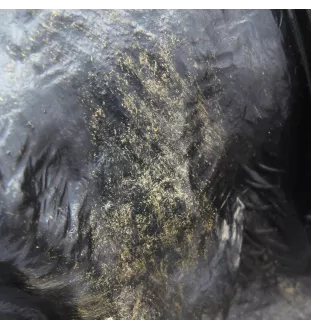 Bullmastiff - buste de chien, grande tête de chien pour le jardin, décoration de salon unique par la marque Art-Dog