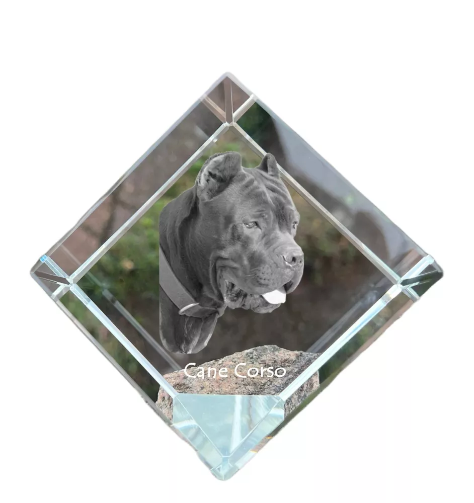 Cane Corso, Italienischer Corso-Hund, Cane di Macellaio - Kristallwürfel mit Bild, Pferdebild im Kristall, sechseckiger Papierclip der Marke Art-Dog