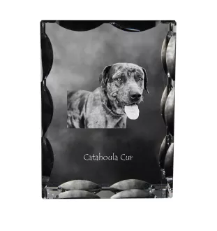 Catahoula Leopard Dog, Catahoula Cur - crystal with a picture of a dog, glass statuette with a picture, unique frame with a picture from Art-Dog brand