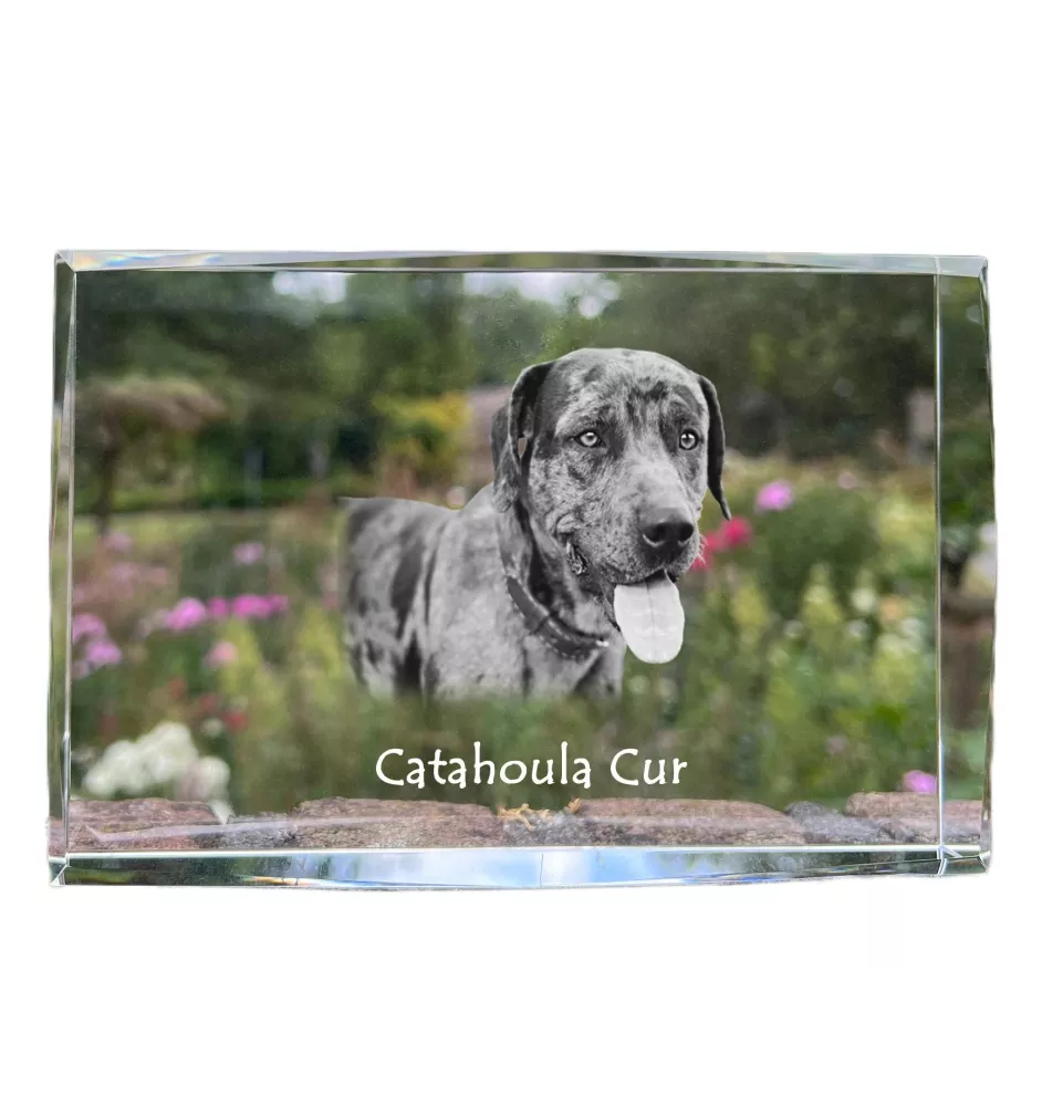 Catahoula Leopard Dog, Catahoula Cur - Kristall mit einem Hundebild, Bild im Glas, moderne Ausstellung des Art-Dog-Bildes.