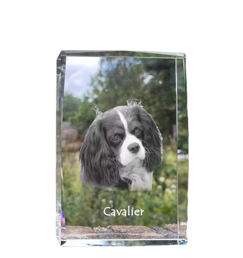 Cavalier King Charles Spaniel - Kristall mit einem Hundebild, Bild im Glas, moderne Ausstellung des Art-Dog-Bildes.
