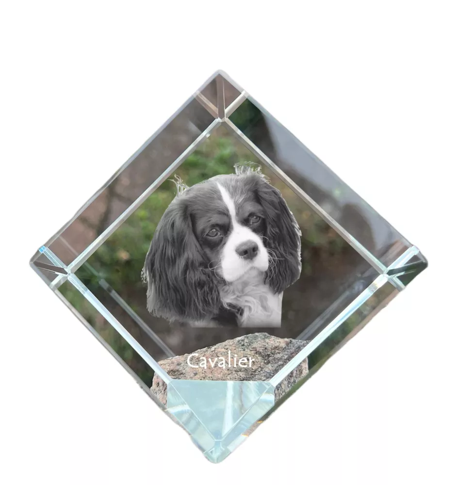 Cavalier King Charles Spaniel - crystal cube with a photo, photo of a horse in crystal, cubic paperweight from Art-Dog brand
