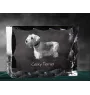Cesky Terrier, Czech Terrier, Bohemian Terrier - crystal with a picture of a dog, glass statuette with a picture, unique frame with a picture from Art-Dog brand