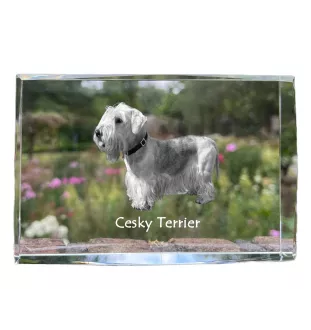 Terrier Tchèque, Cesky Terrier - cristal avec une photo de chien, photo sous verre, exposition moderne de la marque de photos Art-Dog