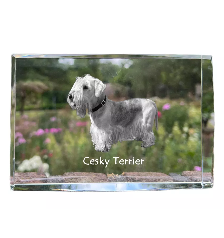 Terrier Tchèque, Cesky Terrier - cristal avec une photo de chien, photo sous verre, exposition moderne de la marque de photos Art-Dog