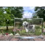 Terrier Tchèque, Cesky Terrier - cristal avec une photo de chien, photo sous verre, exposition moderne de la marque de photos Art-Dog
