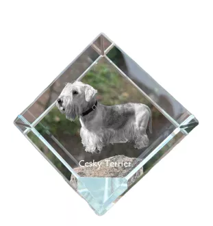 Terrier Tchèque, Cesky Terrier - un cube de cristal avec une photo, une photo de cheval dans le cristal, un presse-papiers cubique de la marque Art-Dog