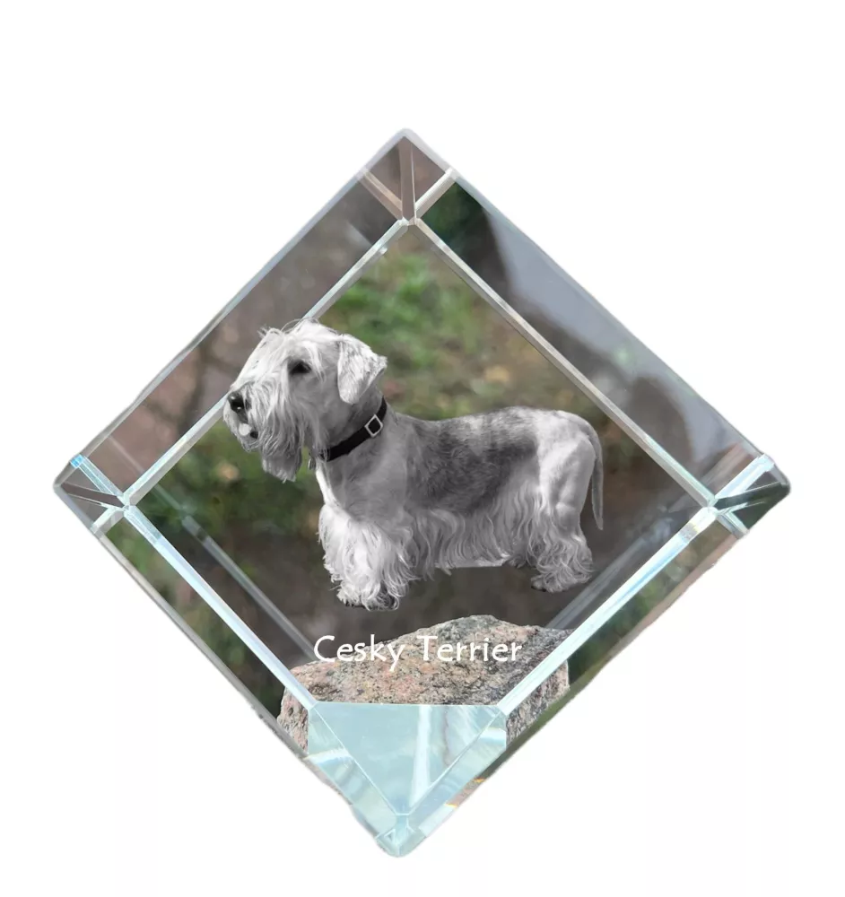 Terrier Tchèque, Cesky Terrier - un cube de cristal avec une photo, une photo de cheval dans le cristal, un presse-papiers cubique de la marque Art-Dog