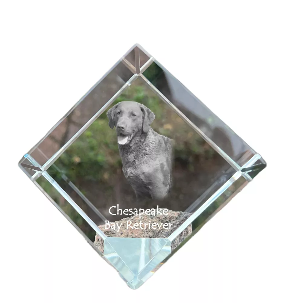 Retriever de la baie de Chesapeake - un cube de cristal avec une photo, une photo de cheval dans le cristal, un presse-papiers cubique de la marque Art-Dog