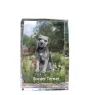 Border Terrier - Kristall mit einem Hundebild, Bild im Glas, moderne Ausstellung des Art-Dog-Bildes.