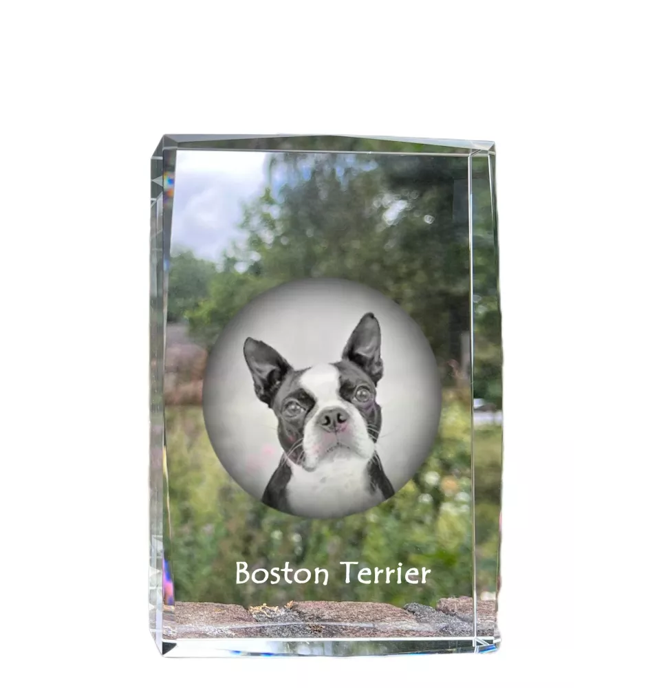 Boston Terrier - Kristall mit einem Hundebild, Bild im Glas, moderne Ausstellung des Art-Dog-Bildes.