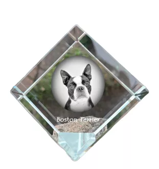 Boston Terrier, American Gentleman - crystal cube with a photo, photo of a horse in crystal, cubic paperweight from Art-Dog brand