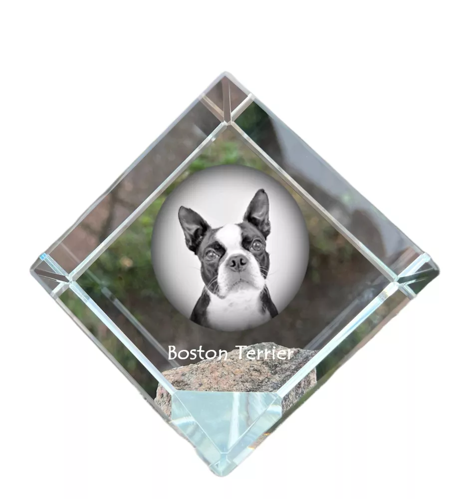 Terrier de Boston, Boston Terrier - un cube de cristal avec une photo, une photo de cheval dans le cristal, un presse-papiers cubique de la marque Art-Dog