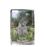 Bouvier des Flandres, Flanders Cattle Dog - crystal with a picture of a dog, photo in glass, modern exhibition of Art-Dog brand photo