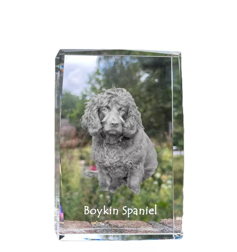Boykin Spaniel, Swamp Poodle - crystal with a picture of a dog, photo in glass, modern exhibition of Art-Dog brand photo