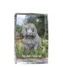 Boykin Spaniel, Swamp Poodle - crystal with a picture of a dog, photo in glass, modern exhibition of Art-Dog brand photo